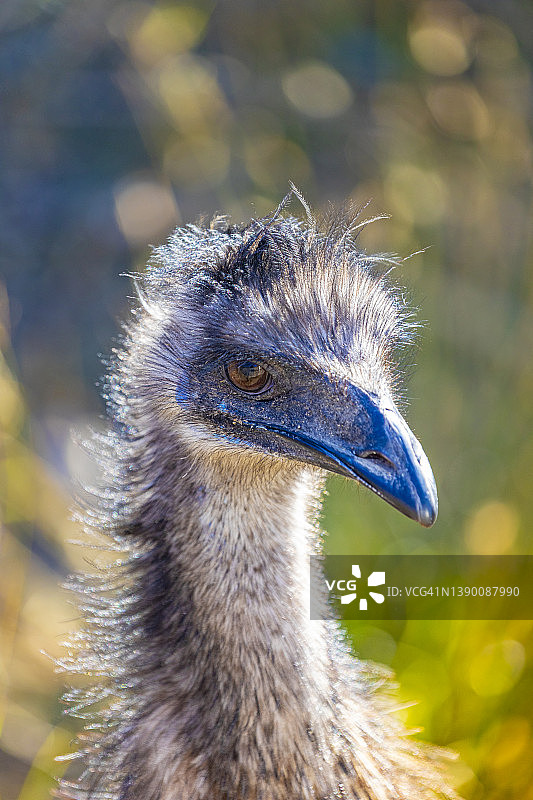 澳洲鸵鸟肖像图片素材