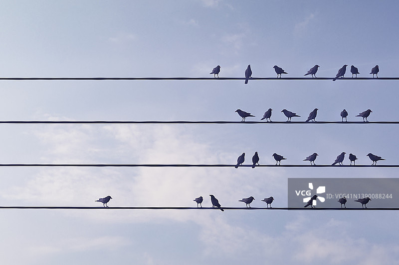 电线上的鸟的个性概念图片素材