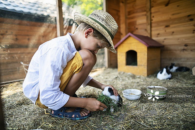 小男孩在农场喂兔子图片素材