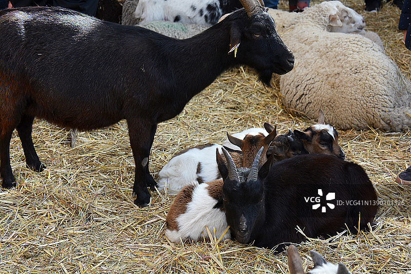 法国的绵羊和山羊图片素材