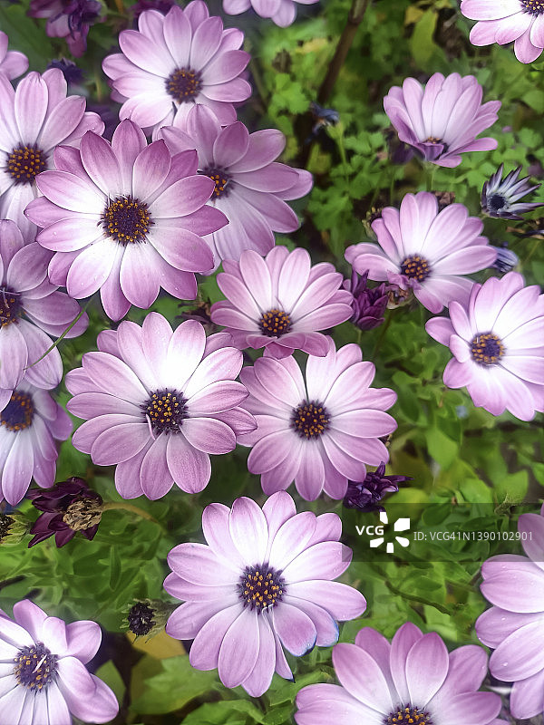 盛开的岬雏菊图片素材