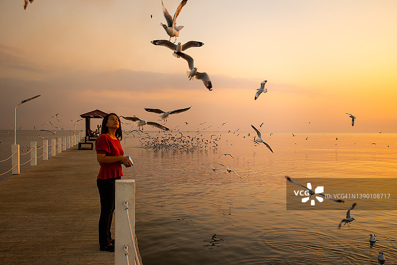 女人喂海鸥图片素材
