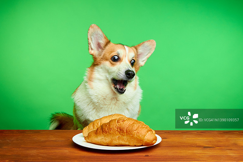 威尔士柯基犬在绿背景的摄影棚里张大嘴巴接食物图片素材