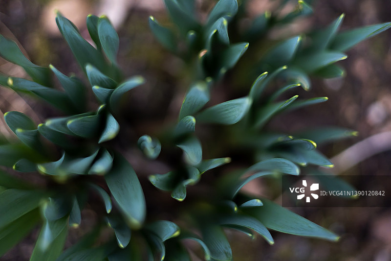 早春鲜花发芽的景象图片素材