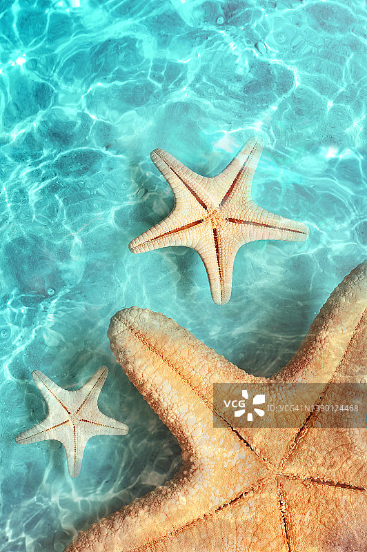 夏日海滩上的海星图片素材