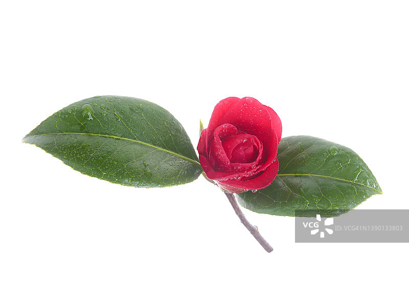 红色山茶花花苞叶片上的水滴图片素材