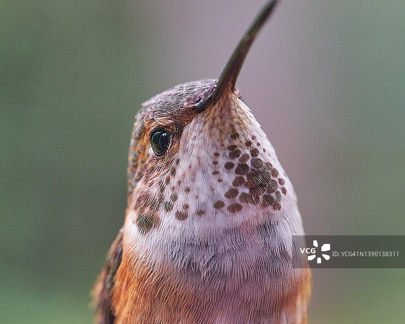红褐色蜂鸟倾斜着头图片素材