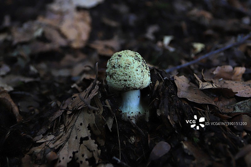 潮湿秋季森林中的有毒真菌图片素材
