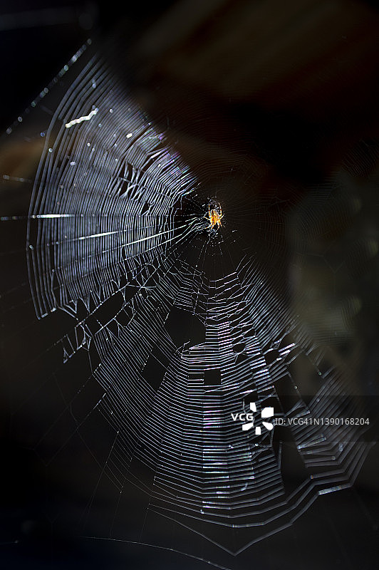 网上的蜘蛛图片素材