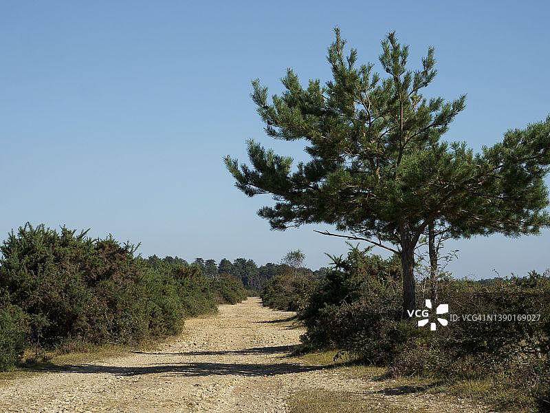 二战时期旧机场上的土路，英国汉普郡新森林图片素材