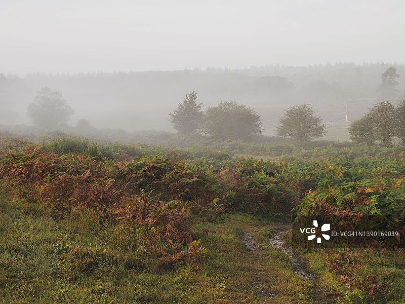 英国汉普郡新森林Yewtree底部的雾蒙蒙的秋日早晨图片素材