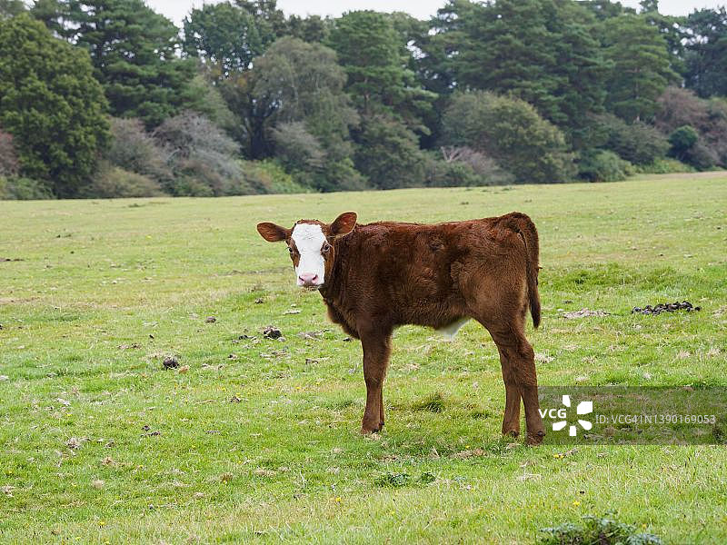 英国汉普郡新森林中自由漫步的小牛图片素材