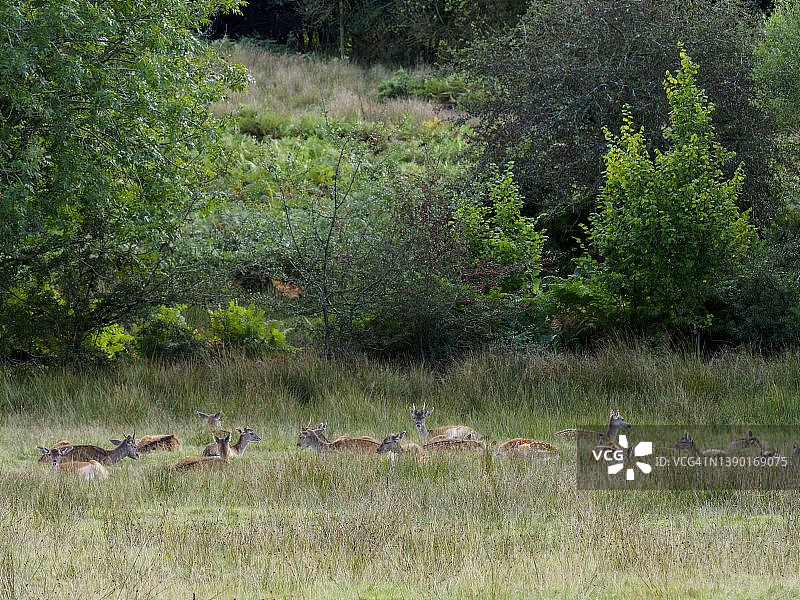 英国汉普郡新森林博尔德伍德鹿保护区的欧洲马鹿图片素材