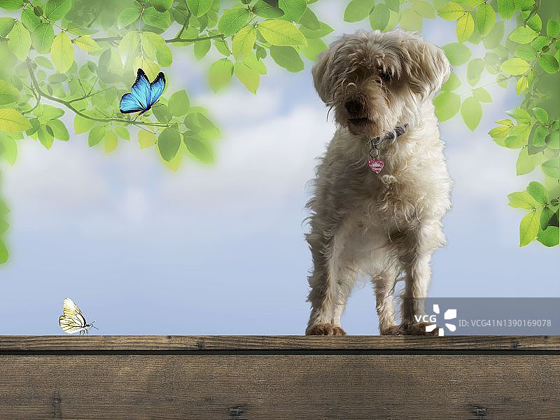 有蝴蝶的小白色蓬松小狗图片素材