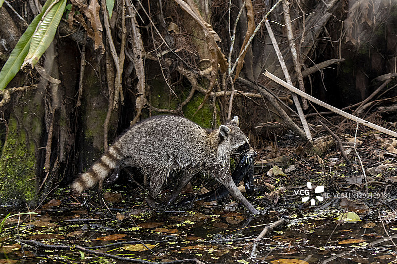 佛罗里达州那不勒斯，软木塞沼泽保护区：浣熊嘴里叼着一条大鱼图片素材