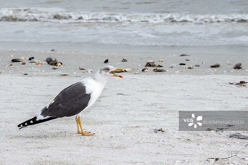 佛罗里达州萨尼贝尔岛上的小黑背鸥图片素材