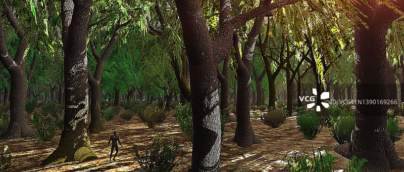 树林漫步图片素材