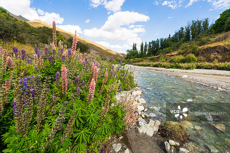 晨曦中的野花图片素材
