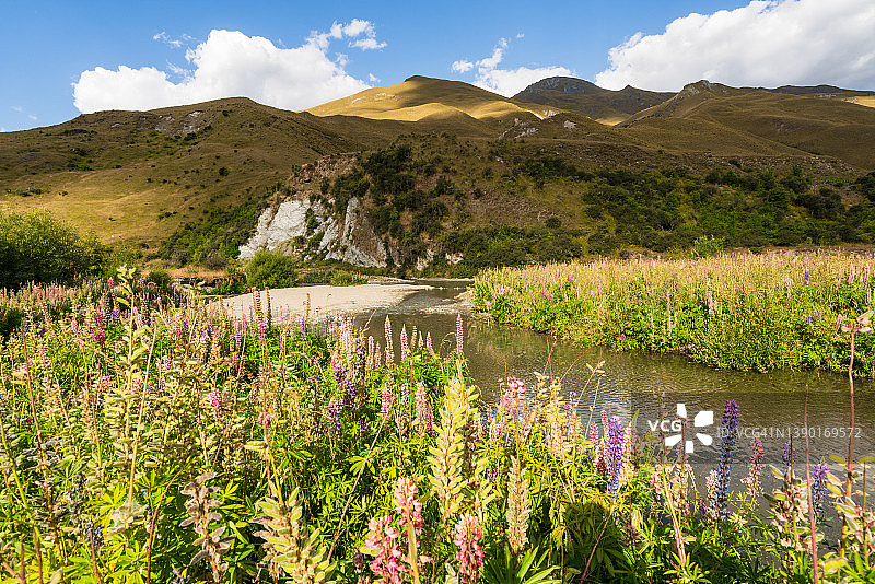 箭河旁的野生羽扇豆图片素材