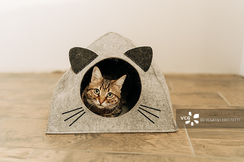 瓦楞纸箱房子里的俄罗斯蓝猫。猫和小猫在玩耍。动物零浪费。环保动物之家。选择性聚焦图片素材