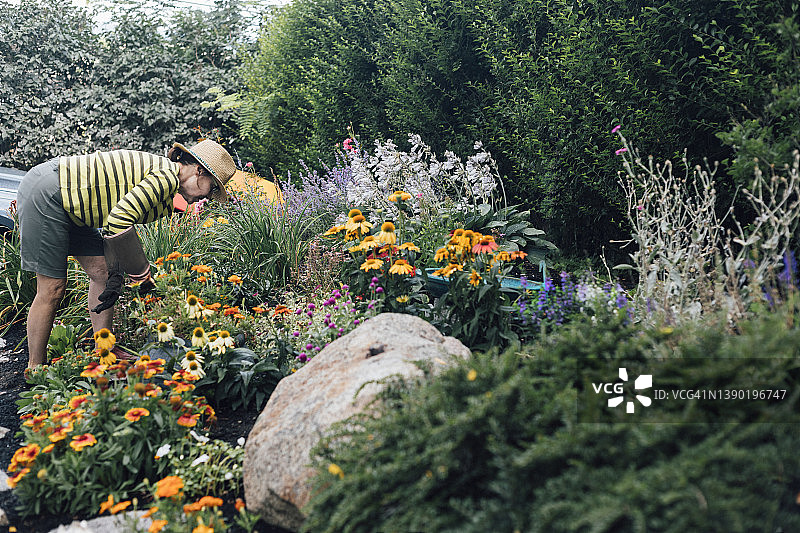 戴着帽子的女人在花园里园艺图片素材