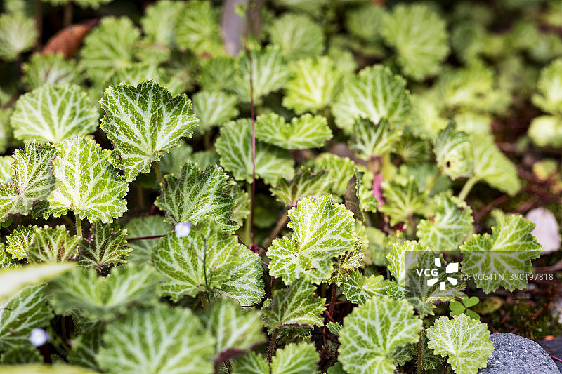 金边吊兰图片素材