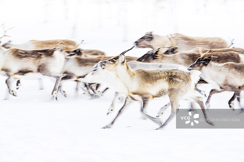 拉普兰在雪地里奔跑的驯鹿群图片素材