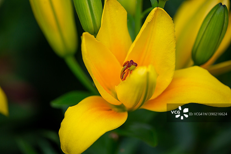 夏季的黄色花园百合花微距摄影图片素材