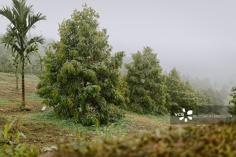 榴莲树图片素材
