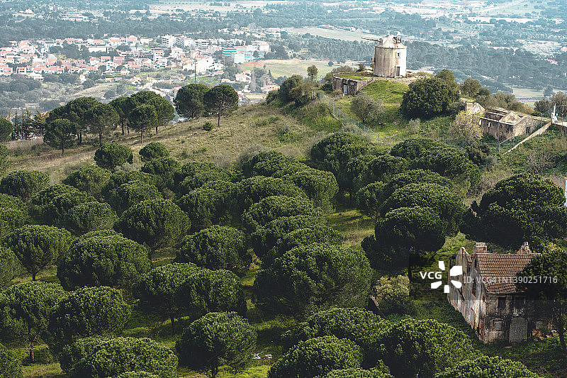 葡萄牙帕尔梅拉树木航拍图片素材