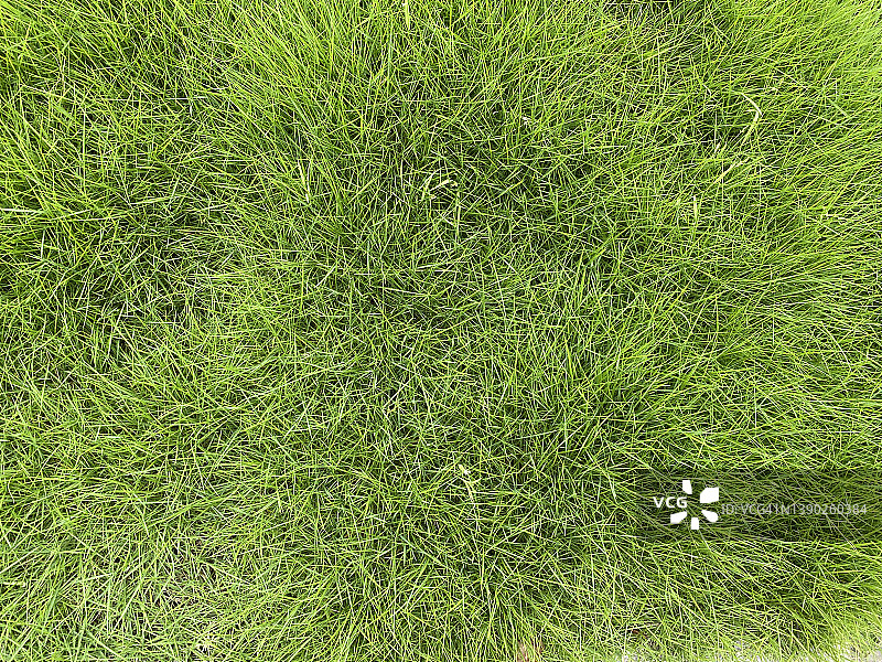 俯瞰葱郁的草地图片素材