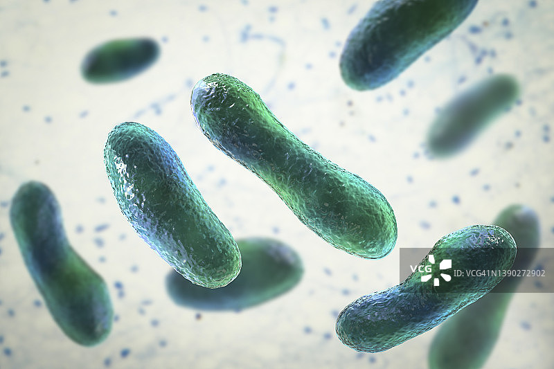 Q热病细菌插图图片素材