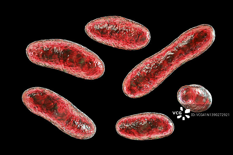 Q热病细菌插图图片素材