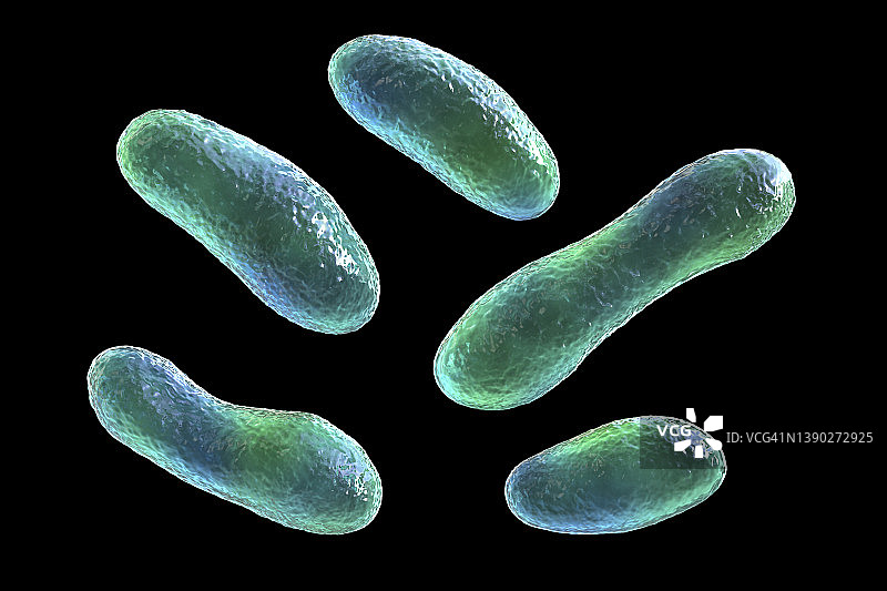 Q热病细菌插图图片素材
