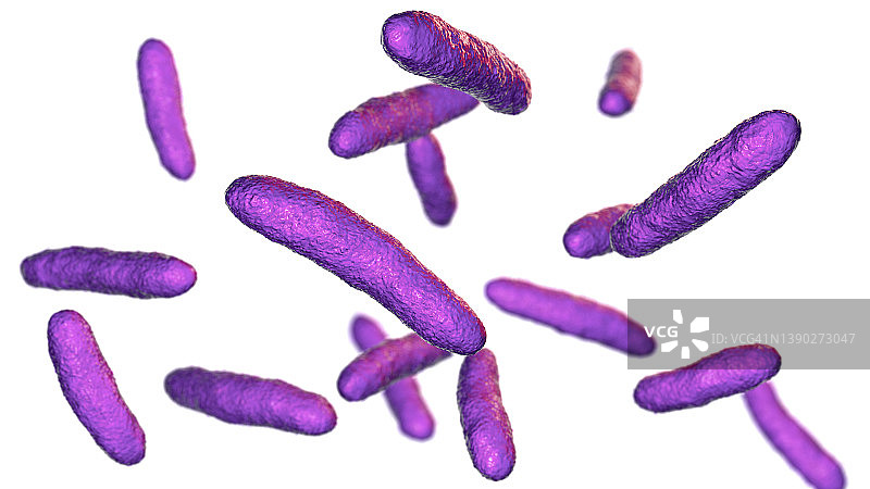 鞘氨醇单胞菌细菌插图图片素材