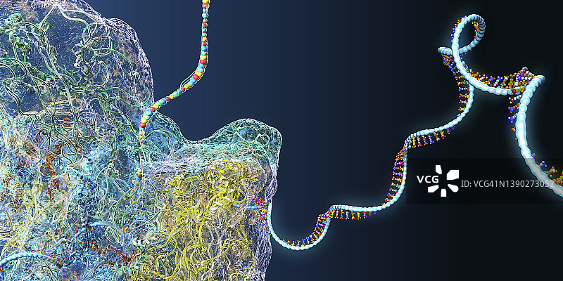 核糖体，图示图片素材