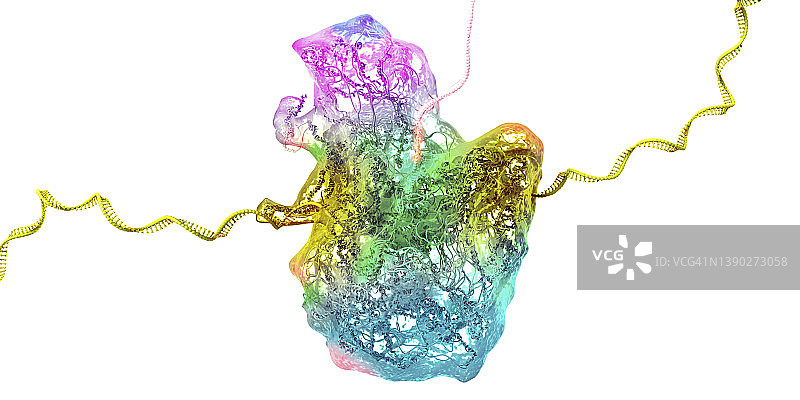 核糖体，图示图片素材