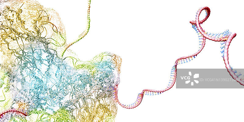 核糖体，图示图片素材