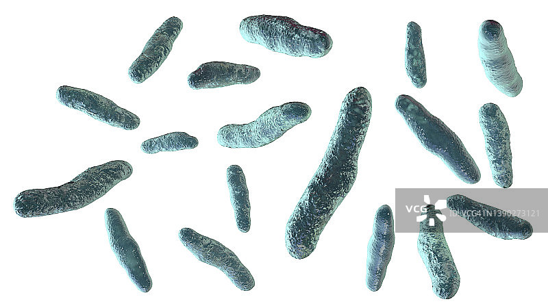 沃兹沃思比洛菲拉菌，插图图片素材