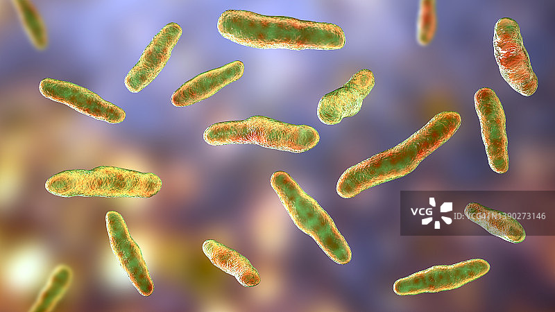 沃兹沃思比洛菲拉菌，插图图片素材