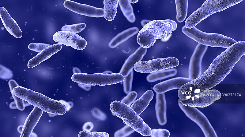 沃兹沃思比洛菲拉菌，插图图片素材