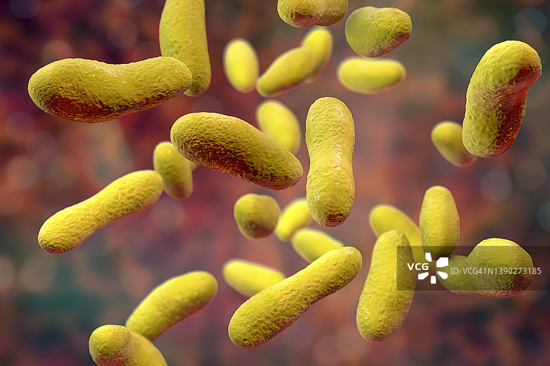 Q热病细菌插图图片素材