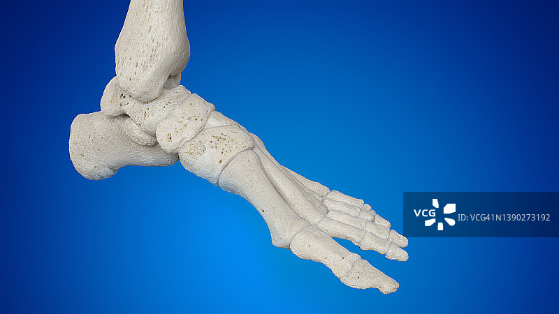 足部骨骼图图片素材