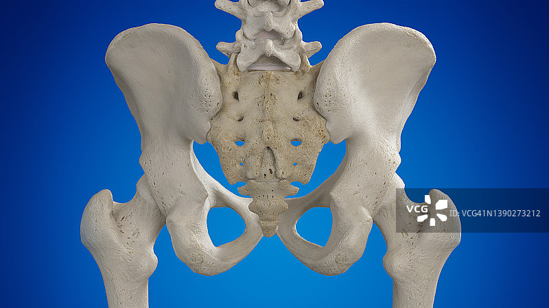 髋关节插图图片素材