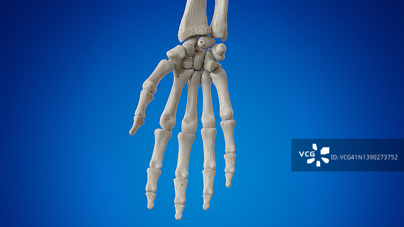 手骨插图图片素材