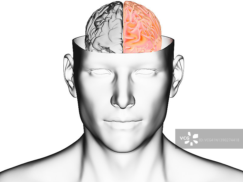 大脑半球插画图片素材