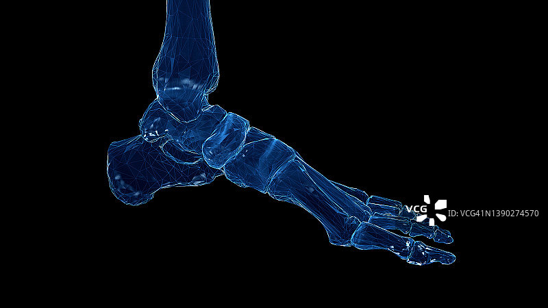 足部骨骼插图图片素材