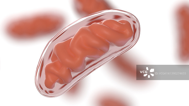 线粒体，图示图片素材