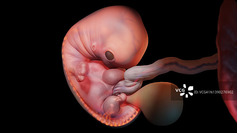 妊娠7周的胚胎图图片素材