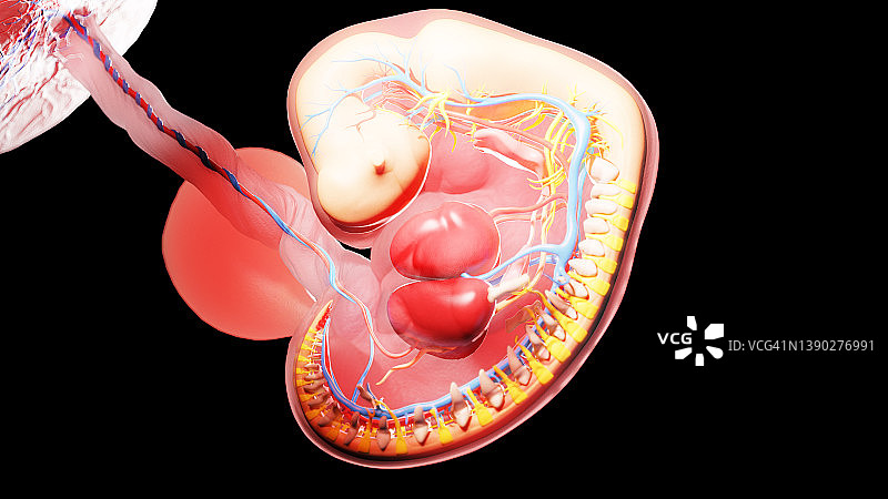 第6周胚胎，图示图片素材